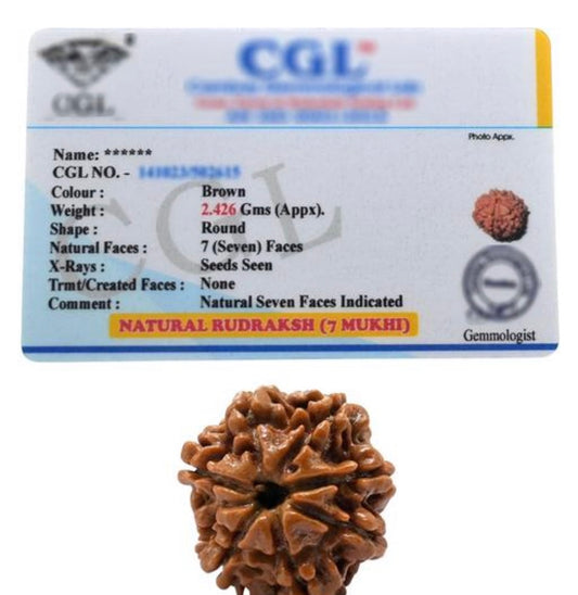 7 Mukhi Certified Nepali Rudraksha