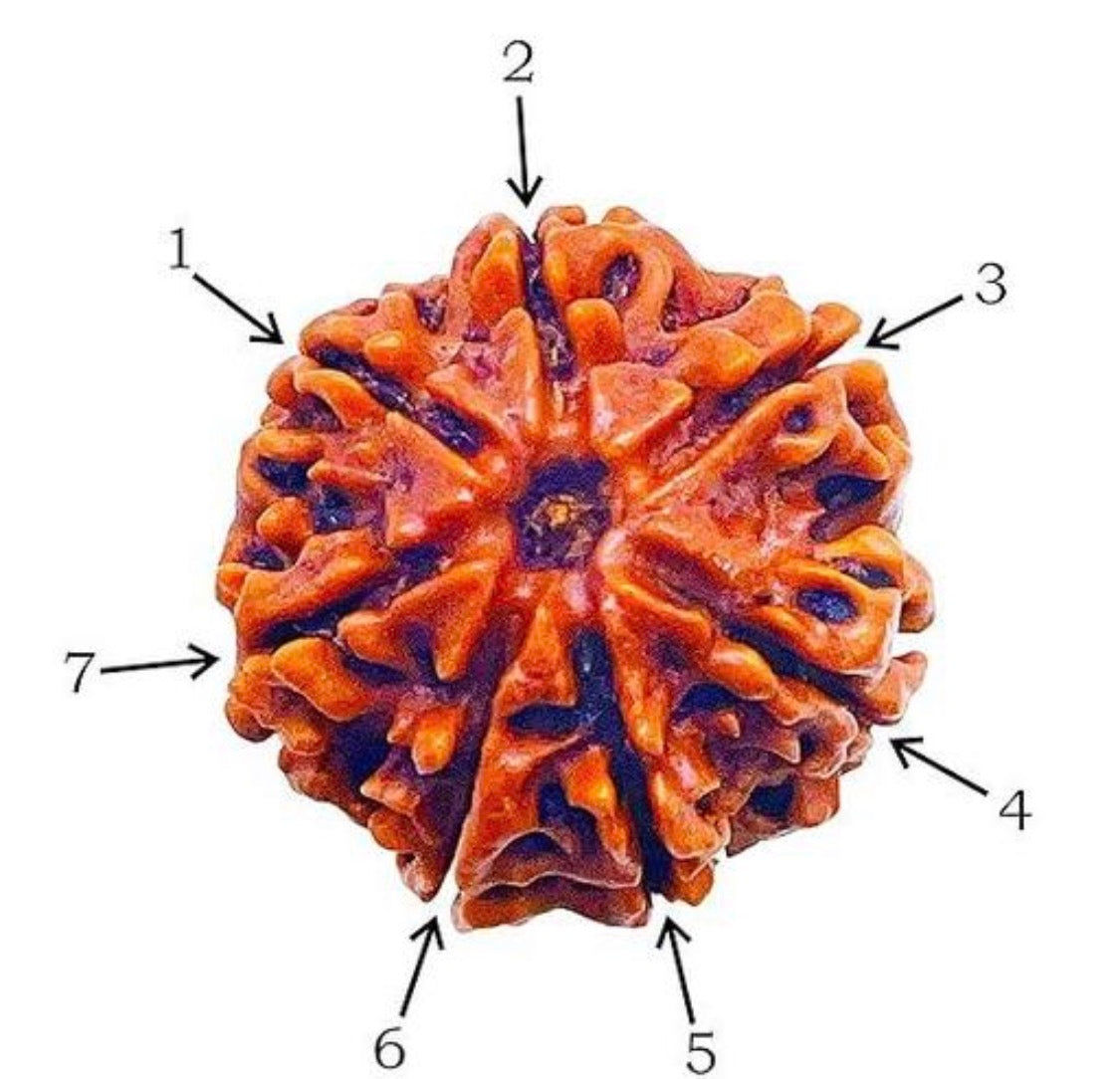 7 Mukhi Certified Nepali Rudraksha