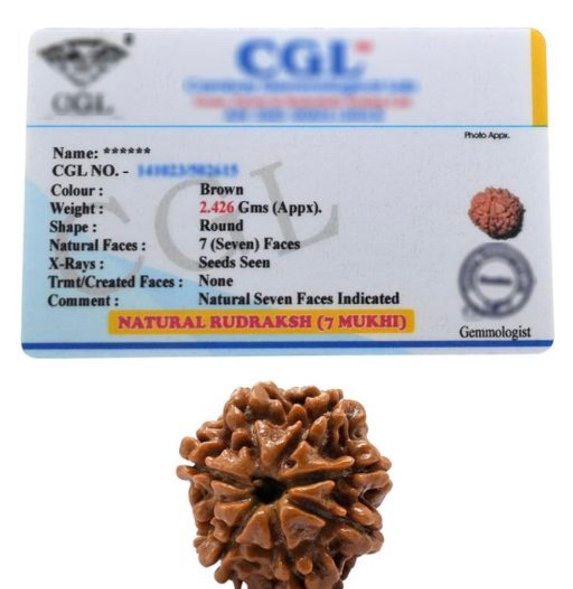 7 Mukhi Certified Nepali Rudraksha
