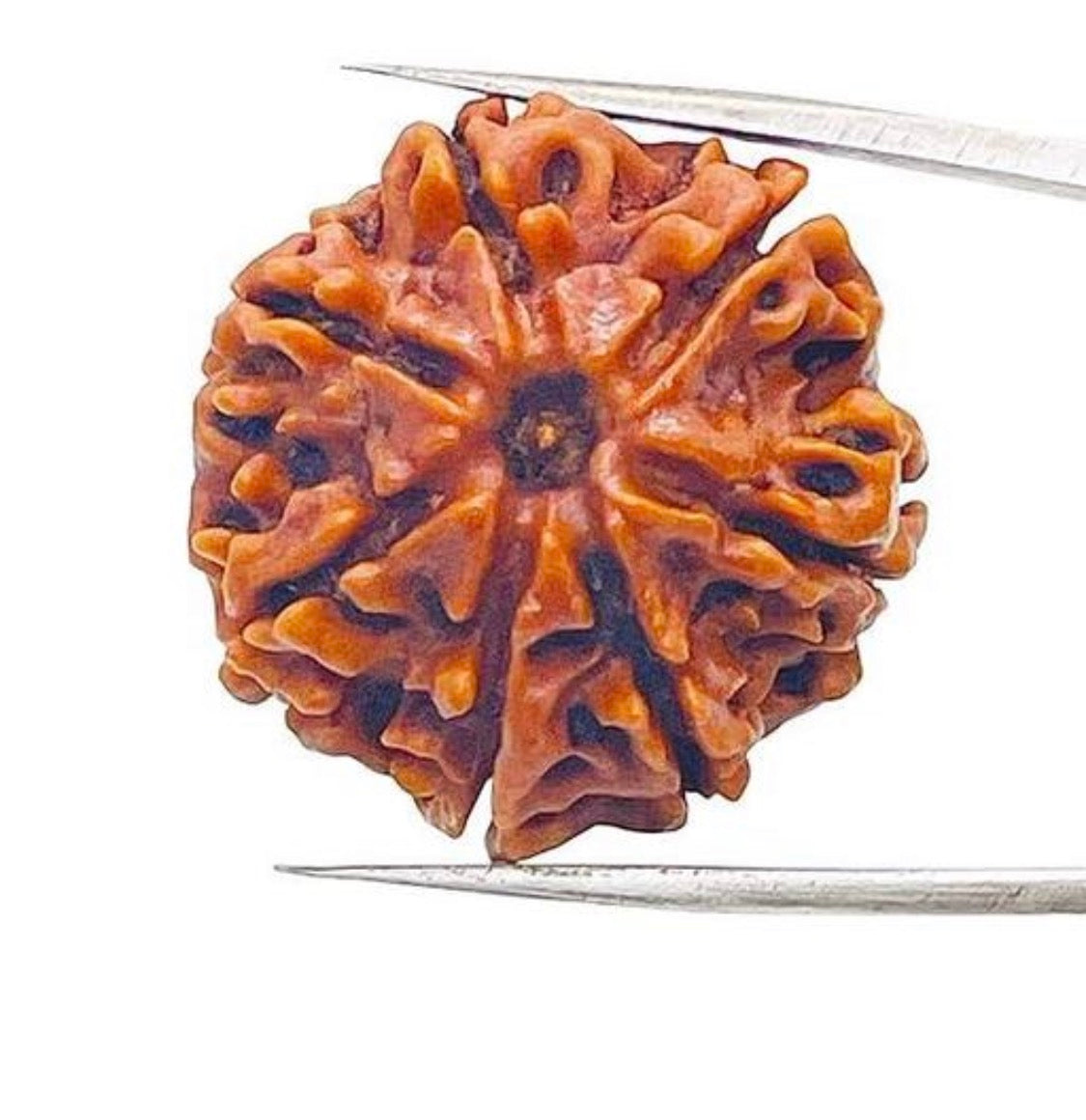 7 Mukhi Certified Nepali Rudraksha
